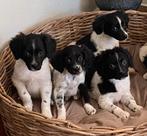Bijzonder mooie BORDER COLLIE x FRIESE STABIJ pups, Nederland, CDV (hondenziekte), 8 tot 15 weken, Meerdere