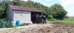 Schuilstal te koop, Dieren en Toebehoren, Stalling, 4 paarden of pony's of meer