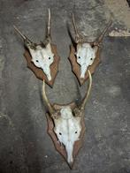 3 antieke damhert trofeeën begin 1920, Ophalen of Verzenden, Gebruikt, Hert, Schedel