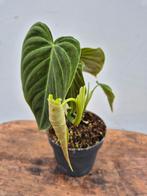 Philodendron Splendid p12 (5)
