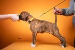 Duitse boxerpuppy's, Overige rassen, 8 tot 15 weken, Parvo, Meerdere