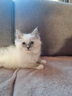 Ragdoll kittens met stamboom, Dieren en Toebehoren, Katten en Kittens | Raskatten | Langhaar, Meerdere dieren, Gechipt, 0 tot 2 jaar