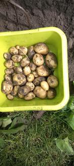 Verse Jazzy Aardappelen - Recht van het Land! 1euro per kilo, Ophalen