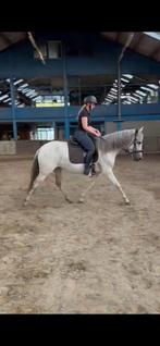 Lieve cruzado merrie, Dieren en Toebehoren, Merrie, Ontwormd
