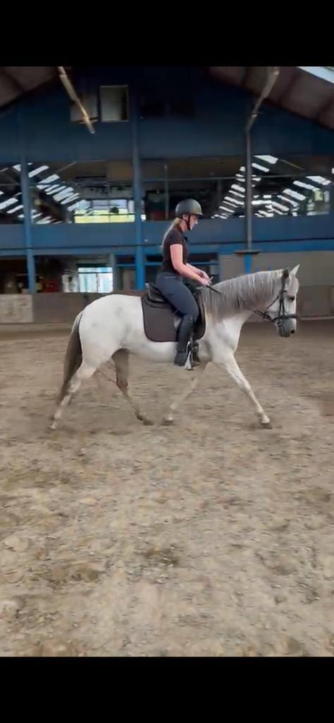 Lieve cruzado merrie, Dieren en Toebehoren, Paarden, Merrie, Ontwormd
