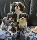 prachtige Cavalier King Charles pups, Dieren en Toebehoren, Honden | Retrievers, Spaniëls en Waterhonden, 8 tot 15 weken, CDV (hondenziekte)