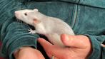3 allerliefste vrouwtjesrittens+nieuwe Tiaki kooi + spullen, Dieren en Toebehoren, Knaagdieren, Rat, Augustus, Vrouwelijk, Tam