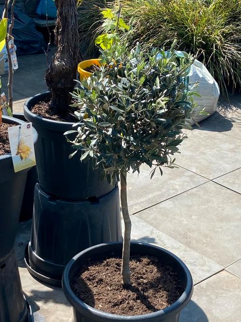 fraaie olijfboom op al een mooie dikke stam in een ruime pot, Tuin en Terras, Planten | Bomen, Olijfboom, 100 tot 250 cm, Volle zon