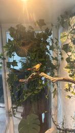 Tijgervink man, Dieren en Toebehoren, Vogels | Overige Vogels, Mannelijk, Tropenvogel