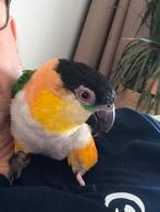 Zwarte kop Caique Man 2023, plus kooi en eetvoer, Dieren en Toebehoren, Vogels | Parkieten en Papegaaien, Mannelijk, Papegaai