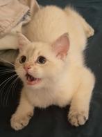 Britse korthaar met stamboom, Dieren en Toebehoren, Kater, Ontwormd, 0 tot 2 jaar