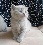 🐈‍⬛ | Raszuivere | Blauw Britse Korthaar | Kittens | 🐈‍⬛, Dieren en Toebehoren, Katten en Kittens | Raskatten | Korthaar, Meerdere dieren