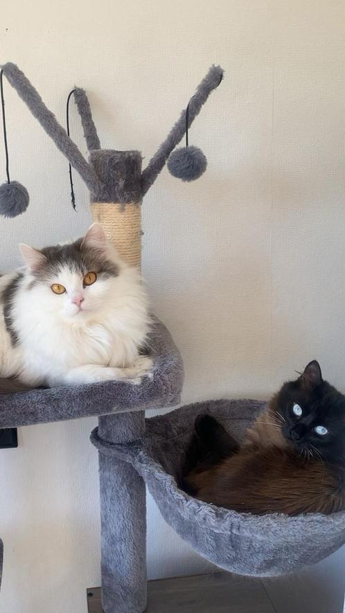 Lief koppeltje siamese en ragdoll, Dieren en Toebehoren, Katten en Kittens | Raskatten | Langhaar, Meerdere dieren, 0 tot 2 jaar