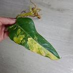 Philodendron Domesticum Variegata geworteld stek, Huis en Inrichting, Kamerplanten, Ophalen of Verzenden