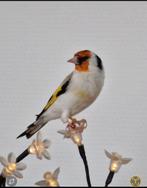 Major Putter, Dieren en Toebehoren, Vogels | Kanaries