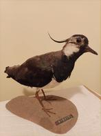 Opgezette Kievit taxidermie prepareren, Verzamelen, Dierenverzamelingen, Ophalen of Verzenden, Gebruikt, Vogel, Opgezet dier