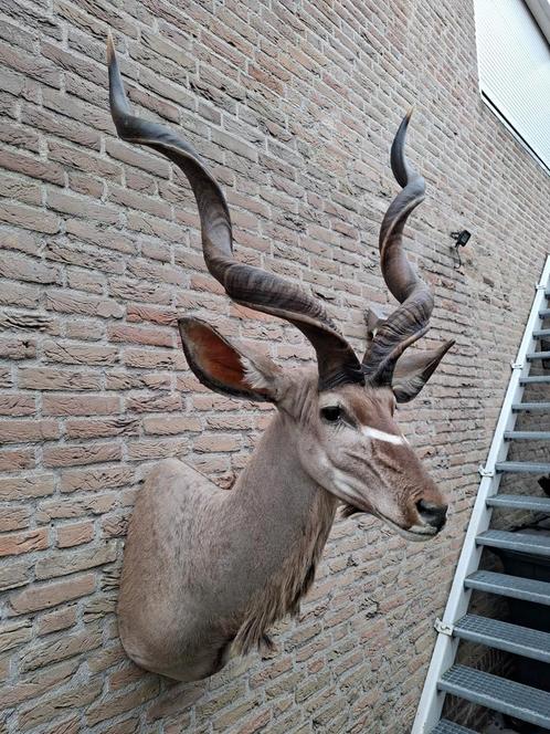 Opgezette kop kudu taxidermy opgezet Afrika gewei schedel, Verzamelen, Dierenverzamelingen, Gewei of Kop, Wild dier, Ophalen