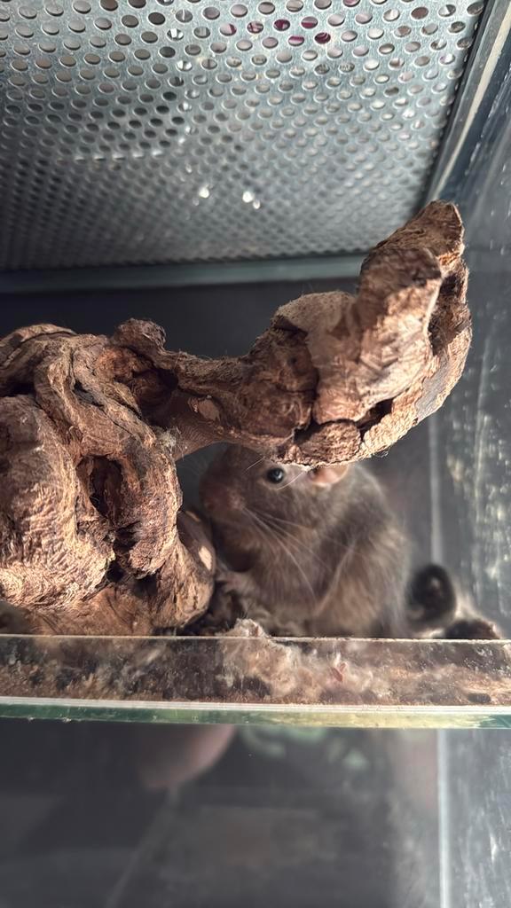 Glazen hok met kastje inclusief Degoes!, Dieren en Toebehoren, Knaagdieren, Mannelijk, Hamster, Mei, Tam