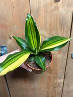 Dracena variegata plant tricolor aurea green lime mint, Ophalen of Verzenden, Halfschaduw, Minder dan 100 cm