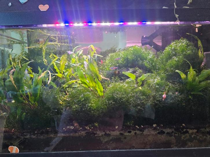 Juwel aquarium, Dieren en Toebehoren, Vissen | Aquaria en Toebehoren, Zo goed als nieuw, Gevuld zoetwateraquarium, Ophalen