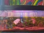 Aquarium met inrichting, Dieren en Toebehoren, Vissen | Aquaria en Toebehoren, Ophalen, Gebruikt, Plant(en), Steen of Hout