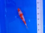 Te koop prachtige Kohaku 20 cm, Dieren en Toebehoren, Vissen | Vijvervissen, Karper of Koi