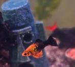 Mollys, Dieren en Toebehoren, Vissen | Aquariumvissen, Vis, Zoetwatervis, Schoolvis