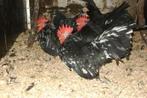 Trio Chabo Zwart-witgepareld, Dieren en Toebehoren, Pluimvee, Meerdere dieren, Kip