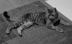 Vermist. Ivy, grijs gestreept poesje