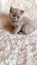 Britse korthaar kittens, Dieren en Toebehoren, Katten en Kittens | Raskatten | Korthaar, Meerdere dieren, Ontwormd, 0 tot 2 jaar
