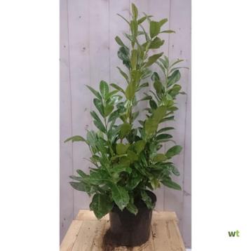 Prunus/ Laurier beschikbaar voor biedingen