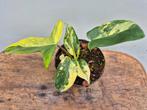 Philodendron Florida Beauty p12 (1)