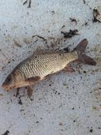 Karpertjes, Dieren en Toebehoren, Overige soorten