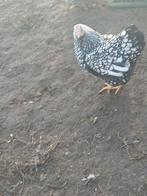 Wyandotte kriel, Dieren en Toebehoren, Pluimvee, Vrouwelijk, Kip