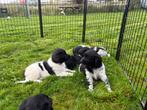Friese Stabij pups van de boerderij, Rabiës (hondsdolheid), Overige rassen, 8 tot 15 weken, Meerdere
