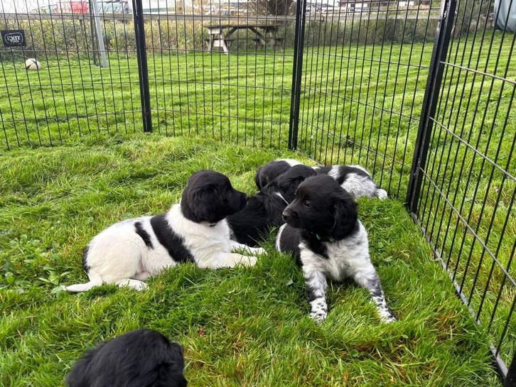 Friese Stabij pups van de boerderij, Dieren en Toebehoren, Honden | Retrievers, Spaniëls en Waterhonden, Meerdere dieren, Overige rassen