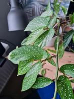 Begonia polka dot, stippen plant, kamerplant, Ophalen of Verzenden, Halfschaduw, Minder dan 100 cm