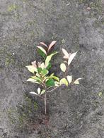 Photinia red Robin wortelgoed glansmispel, Tuin en Terras, Ophalen of Verzenden, Volle zon