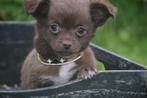 Chihuahua pups mooie keuze direct beschikbaar 💖💖💖, Dieren en Toebehoren, Rabiës (hondsdolheid), 15 weken tot 1 jaar, Buitenland