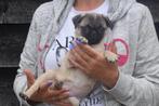 Mopshond pups, Rabiës (hondsdolheid), Overige rassen, 8 tot 15 weken, Buitenland
