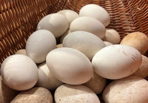 Lekkere Ganzeneieren 🥚 🪿 🍳 🥞, Dieren en Toebehoren, Pluimvee, Kip