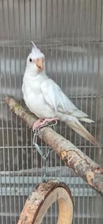 Te koop Albino Valkparkiet, Dieren en Toebehoren, Geslacht onbekend, Tropenvogel, Geringd