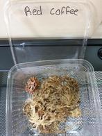 Nieuw binnen! Diverse morphs pacman frogs., Dieren en Toebehoren, Overige soorten, Met terrarium, 0 tot 2 jaar