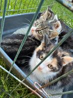4 kittens mogen naar en nieuw huisje, Meerdere dieren, Kortharig, 0 tot 2 jaar
