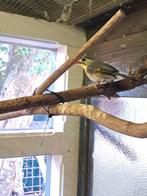 Japanse nachtegaal pop, Vrouwelijk, Tropenvogel, Geringd