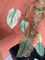 Philodendron Micans Mint - moederplant, Huis en Inrichting, Kamerplanten, Ophalen of Verzenden, Overige soorten, Minder dan 100 cm