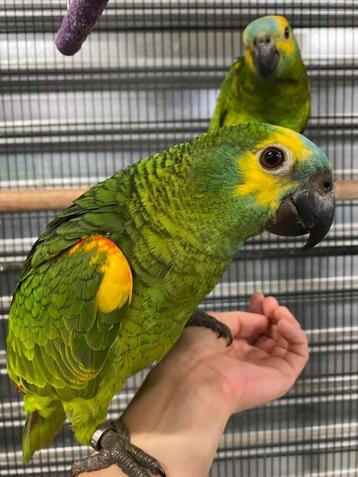 LORRE & CO - Blauwvoorhoofd amazone super tam beschikbaar voor biedingen