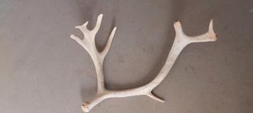 Gewei 70 cm breed  beschikbaar voor biedingen