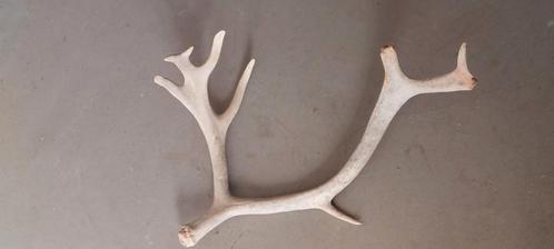 Gewei 70 cm breed, Verzamelen, Dierenverzamelingen, Gebruikt, Gewei of Kop, Wild dier, Ophalen of Verzenden