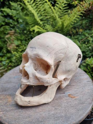 Menselijke schedel anatomie studiemodel beschikbaar voor biedingen
